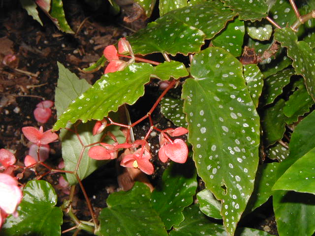 B. ‘Everblooming’